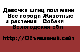 Девочка шпиц пом мини - Все города Животные и растения » Собаки   . Вологодская обл.